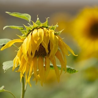 Wasser fehlt überall: Eine Sonnenblume auf einem Feld senkt ihren sonst strahlenden Kopf