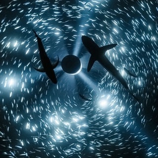 Julian Charrière: Midnight Zone - 85 Fathoms, 2024