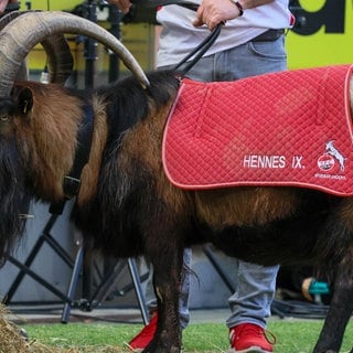 Maskottchen Geißbock Hennes der 9. - 1.FC Köln. Archivfoto.
